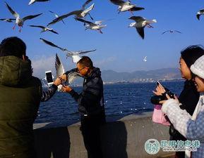 天津海鸥爆料事件真相视频,揭秘真相背后的惊人内幕  第2张