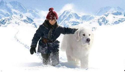 灵犬雪莉在线观看完整  第3张