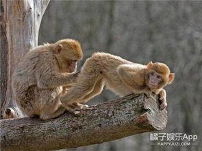 猴子视频爆料大全免费,免费观看爆料大全  第2张