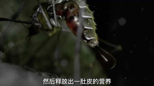 在线观看极恐变异,揭秘极恐变异的恐怖真相  第3张