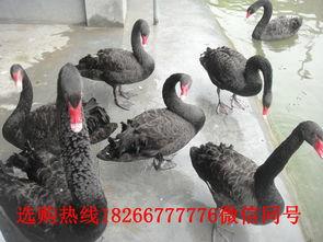 黑天鹅最新技能爆料,颠覆传统，引领未来  第3张