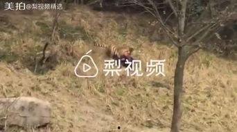常绿干部爆料视频最新,权力背后的真相与反思  第3张