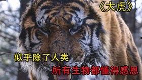 大虎电影手机在线观看,手机在线观看，激情燃烧的岁月  第2张