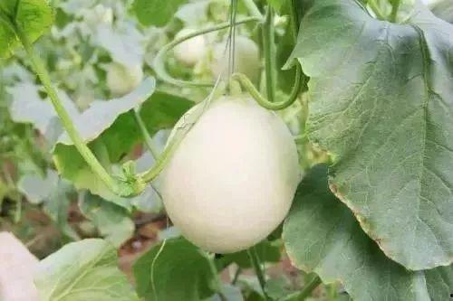 韩城网红吃瓜事件,揭秘网络舆论的风暴与真相  第3张