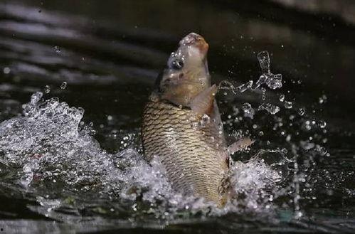 重庆爆料大鲤鱼视频,视频曝光引发网友热议  第3张