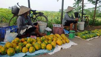 水果贩子爆料事件视频,惊人内幕揭露行业黑幕