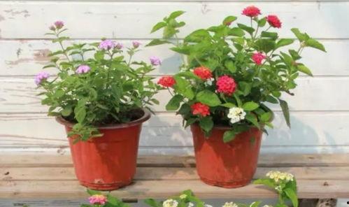 国威大嘎子最新爆料视频,揭秘娱乐圈惊人内幕！  第3张