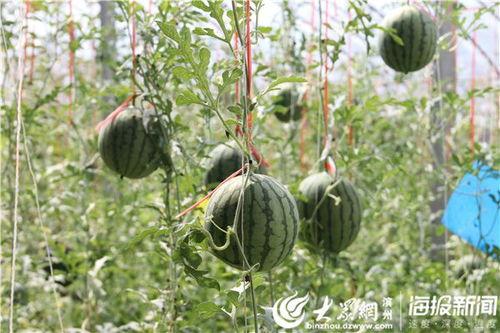 砀山最新吃瓜爆料新闻视频,视频揭秘惊人内幕！  第2张