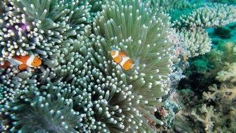 官方爆料深圳海葵事件视频,官方视频揭秘惊心动魄一幕